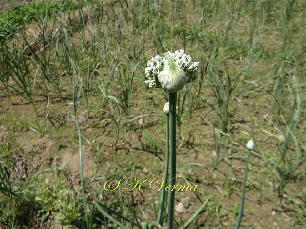 Plants-Umbel with spathe